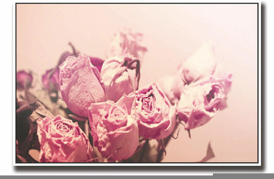 

Posterhouzz Beautiful pink roses Fine Art Print(12 inch X 18 inch, Rolled)