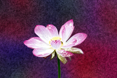 50% OFF on Colourful Flowers Canvas Art(29 inch X 44 inch)