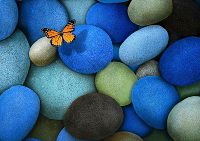 46% OFF on Pebble Butterfly Fine Art Print(17 inch X 12 inch, Rolled) 46% OFF on Pebble Butterfly Fine Art Print(17 inch X 12 inch, Rolled)