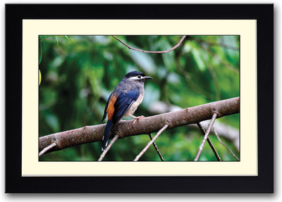 

White eared Sibia Fine Art Print(14 inch X 20 inch, Framed)