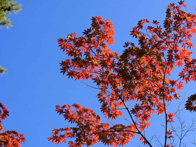 

Posterhouzz Autumn Fine Art Print Poster Fine Art Print(12 inch X 18 inch, Rolled)