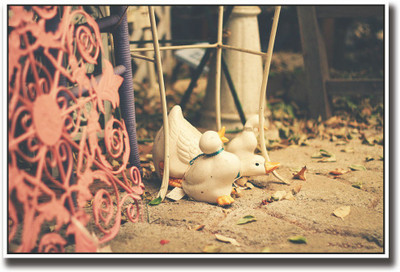 

White duck photography Fine Art Print(12 inch X 18 inch, Rolled)