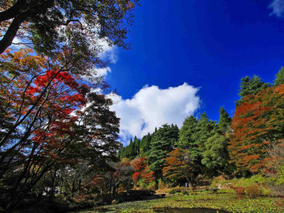 Posterhouzz Autumn Fine Art Print Poster Fine Art Print(12 inch X 18 inch, Rolled)
