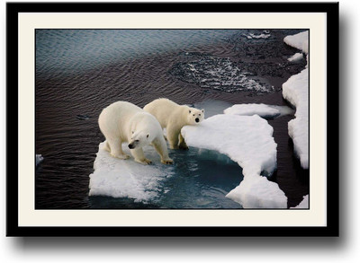 

White Polar bear on ice Fine Art Print(10 inch X 14 inch, Framed)