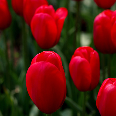 

Red Tulips - Medium Size Ready To Frame Rolled Digital Art Print On Photographic Paper(18 inch X 18 inch, Rolled)