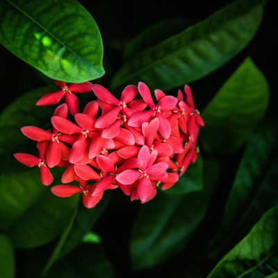 

Tallenge Christmas Collection - Red Flowers And Green Leaves - Framed Photo Print For Gifting And Home And Office Décor On Photographic Paper(12 inch X 12 inch, Framed)