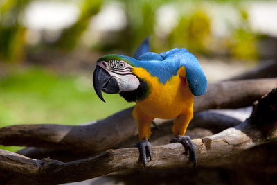 

Oshi - Beautiful Parrot (2) Paper Print(12 inch X 18 inch, Stretched)