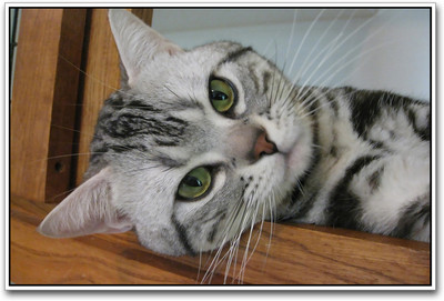 

Cute Cat Photographic Paper(12 inch X 18 inch)