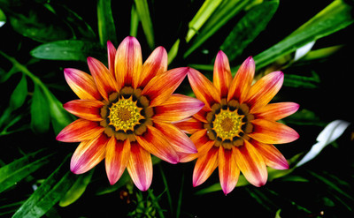 50% OFF on Colourful Flowers 118 Paper Print(18 inch X 30 inch)