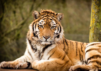 55% OFF on Tiger Paper Print(28 inch X 20 inch, Rolled) 55% OFF on Tiger Paper Print(28 inch X 20 inch, Rolled)