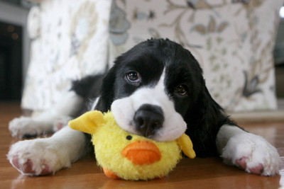 

Posters for room. Collection of cute little puppies. Paper Print(18 inch X 12 inch, Rolled)