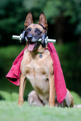 

Oshi - Dog Workout Paper Print(18 inch X 12 inch, Stretched)