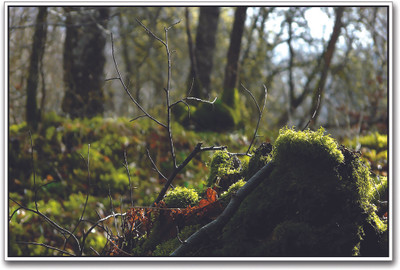 

Branch of Tree Paper Print(12 inch X 18 inch)
