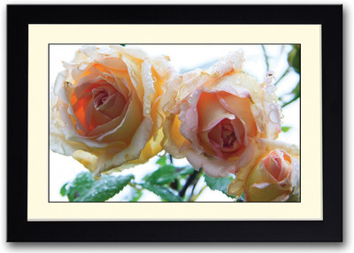 

Wet Roses Beautiful Fine Art Print(14 inch X 20 inch, Framed)