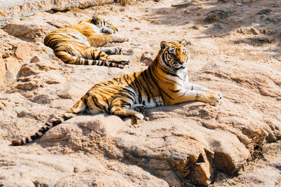 

tiger family HD quality poster Fine Art Print(12 inch X 18 inch, Rolled)