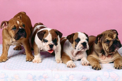 

Four Cute Bulldogs Paper Print(12 inch X 18 inch, Streched)