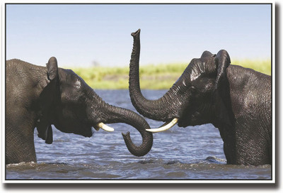 

Two elephants bathing Fine Art Print(12 inch X 18 inch, Rolled)