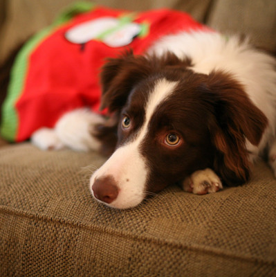 

Dog On The Couch - Medium Size Ready To Frame Rolled Digital Art Print On Photographic Paper(18 inch X 18 inch, Rolled)