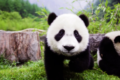 

Oshi - Cute Panda Paper Print(12 inch X 18 inch, Stretched)