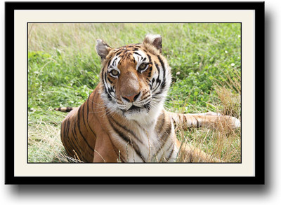 

Tiger in the field Fine Art Print(10 inch X 14 inch, Framed)