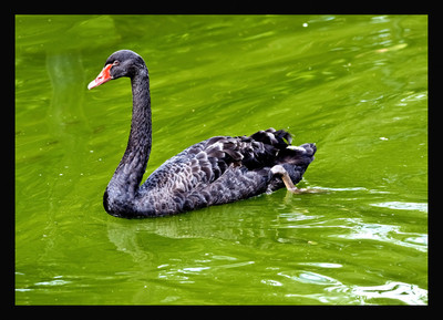50% OFF on Black Swan Paper Print(25 inch X 36 inch)