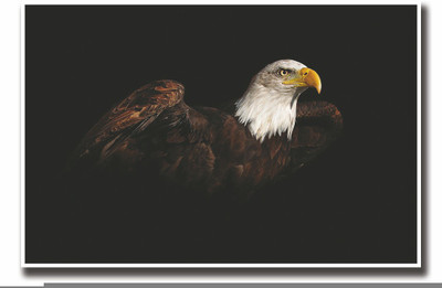 

Posterhouzz Amazing Eagle Fine Art Print(12 inch X 18 inch, Rolled)