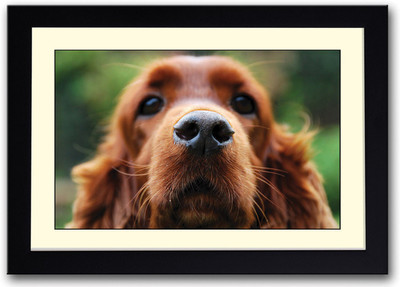 

Cute dog AFP0483 Fine Art Print(14 inch X 20 inch, Framed)