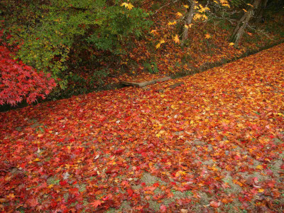 

Posterhouzz Autumn Fine Art Print Poster Fine Art Print(12 inch X 18 inch, Rolled)