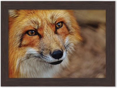 

Fox Nature Themed Framed Poster Photographic Paper(13.5 inch X 10 inch, Box Packing)