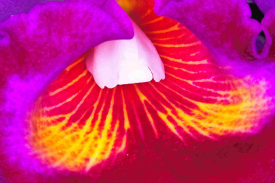 

Posterhouzz Flower Fine Art Print Poster Fine Art Print(12 inch X 18 inch, Rolled)