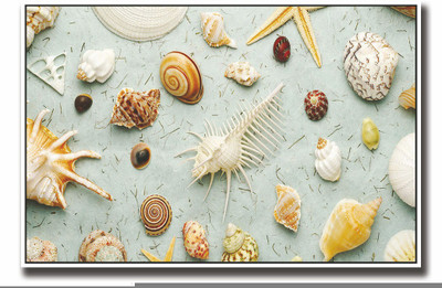

Posterhouzz Sea shells Fine Art Print(12 inch X 18 inch, Rolled)
