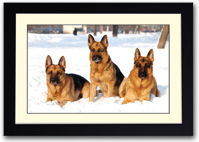 

German Shepherds Fine Art Print(14 inch X 20 inch, Framed)