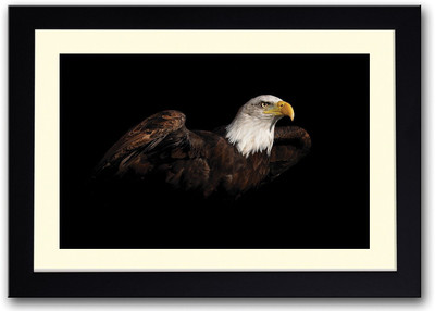 

Amazing Eagle Fine Art Print(14 inch X 20 inch, Framed)