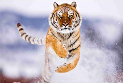 

Animals Paper Print(19 inch X 13 inch, Rolled)