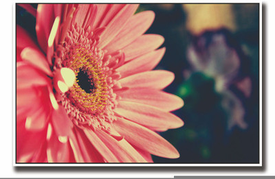 

Posterhouzz Beautiful pink flower Fine Art Print(12 inch X 18 inch, Rolled)