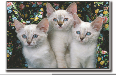 

Posterhouzz Three Cute cats with grey eyes Fine Art Print(12 inch X 18 inch, Rolled)