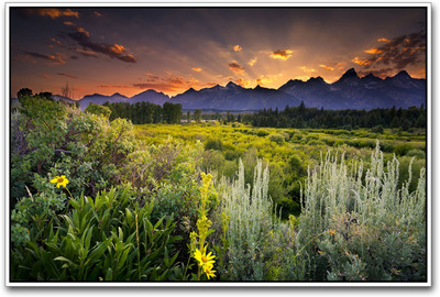 

Green Landscape Paper Print(12 inch X 18 inch)