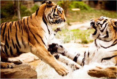 

Animals Paper Print(19 inch X 13 inch, Rolled)