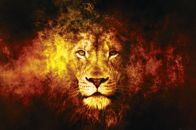

LION FACE 12X18 INCHES Fine Art Print(12 inch X 18 inch)