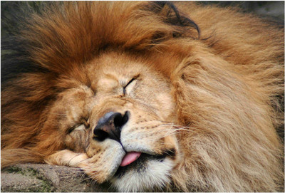 

Animals Paper Print(19 inch X 13 inch, Rolled)