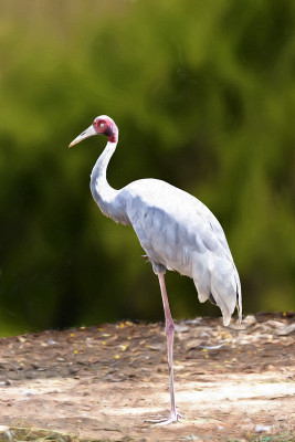 50% OFF on At rest Paper Print(30 inch X 20 inch) 50% OFF on At rest Paper Print(30 inch X 20 inch)