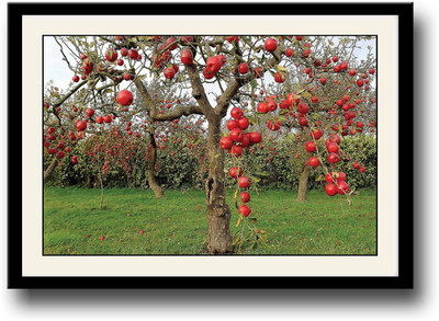 

Apple Tree Fine Art Print(10 inch X 14 inch, Framed)