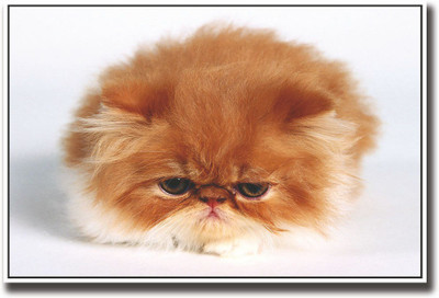 

Brown fluffy cat Fine Art Print(12 inch X 18 inch, Rolled)