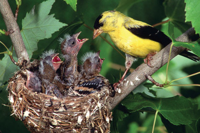 

Birds Family Paper Print(12 inch X 18 inch, Rolled)