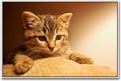 

Cute Cat Photographic Paper(12 inch X 18 inch)