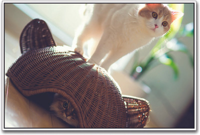 

Cute Cat Under Basket Paper Print(12 inch X 18 inch)