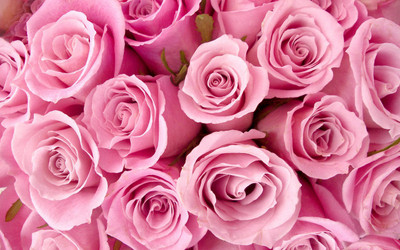 

Special Pink Roses flowers ON FINE ART PAPER HD QUALITY WALLPAPER POSTER Fine Art Print(19 inch X 13 inch, Rolled)