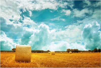 

Farm n Field Photographic Paper(13 inch X 19 inch, Rolled)
