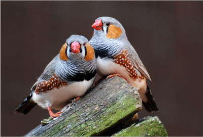 

Twin Birds Paper Print(13 inch X 19 inch, Rolled)