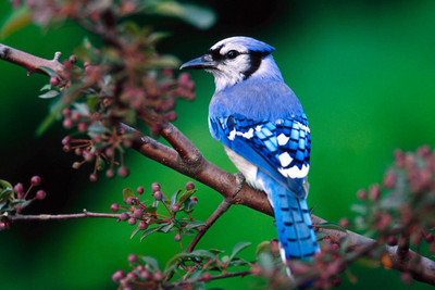 

Oshi - Blue Bird Paper Print(12 inch X 18 inch, Stretched)